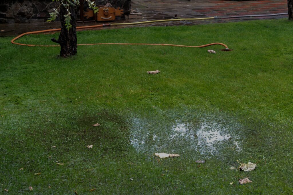 Standing water on grass showing lawn drainage problems after rain.