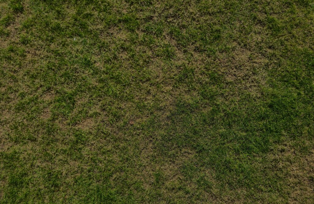 Lawn pest control showing grass damaged by grubs and insects.