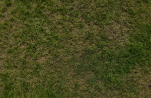 Lawn pest control showing grass damaged by grubs and insects.
