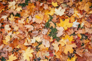 Leaf buildup on lawn during fall showing yellow and brown leaves covering grass.