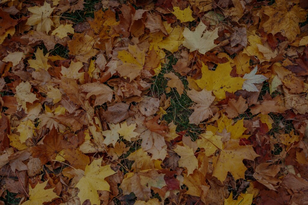 Leaf buildup on lawn during fall showing yellow and brown leaves covering grass.