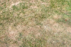 Lawn soil compaction causing brown, dry grass and poor lawn health.
