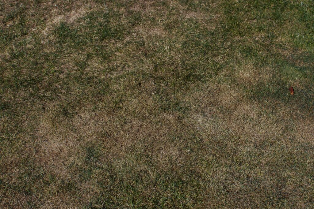 Lawn soil compaction causing brown, dry grass and poor lawn health.