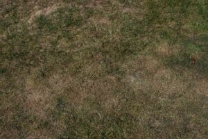 Lawn soil compaction causing brown, dry grass and poor lawn health.