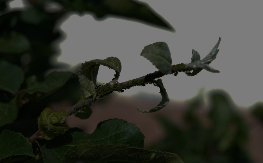 Aphids and ants on a shrub branch showing leaf curling and insect damage