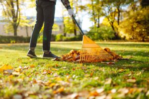 Homeowner raking leaves during winter lawn preparation
