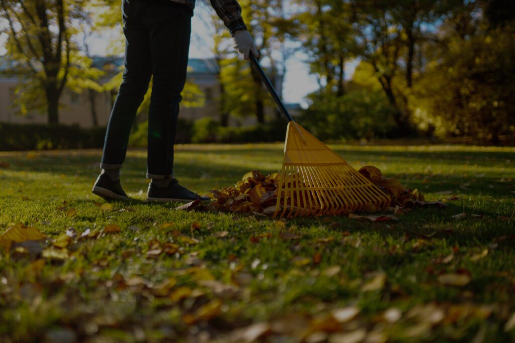 Homeowner raking leaves during winter lawn preparation