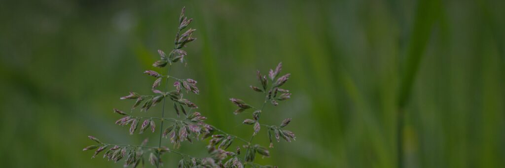 Close-up photo of Poa annua growing in a yard, showing how winter weeds in lawn areas appear during the colder months.