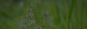 Close-up photo of Poa annua growing in a yard, showing how winter weeds in lawn areas appear during the colder months.