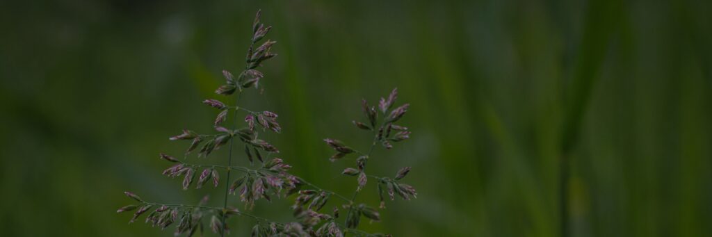 Poa annua weeds growing in a Texas lawn before treatment with a growth inhibitor for lawns