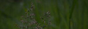 Poa annua weeds growing in a Texas lawn before treatment with a growth inhibitor for lawns