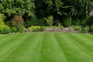 Healthy green lawn maintained through proper fertilization timing and care.
