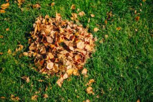 Fall lawn problems caused by a pile of fallen leaves sitting on green grass.