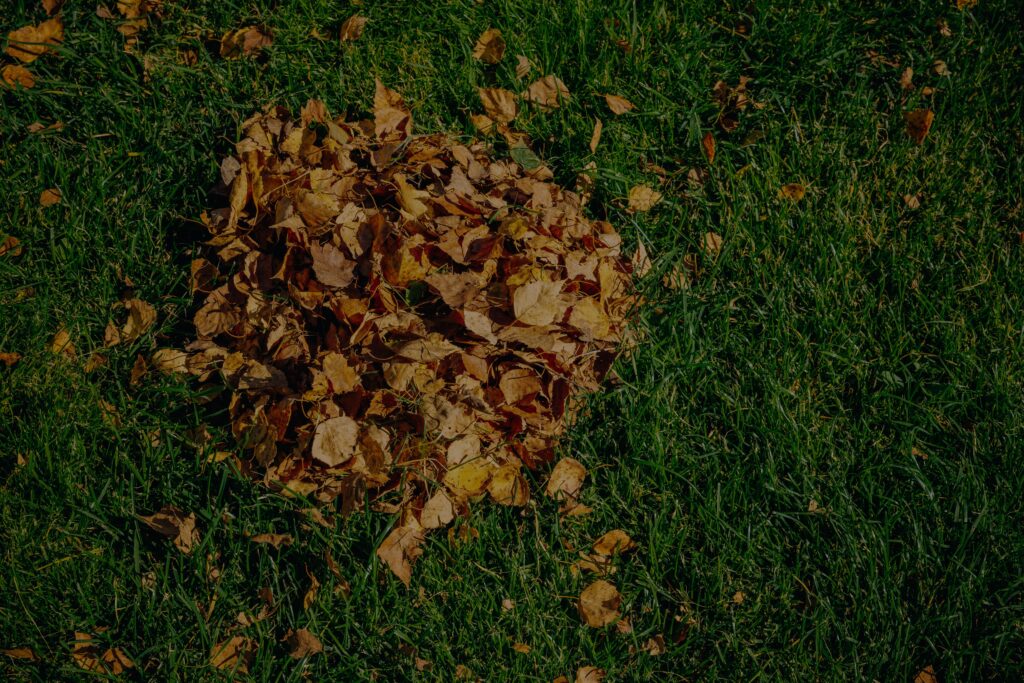 Fall lawn problems caused by a pile of fallen leaves sitting on green grass.
