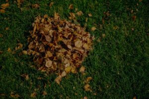Fall lawn problems caused by a pile of fallen leaves sitting on green grass.