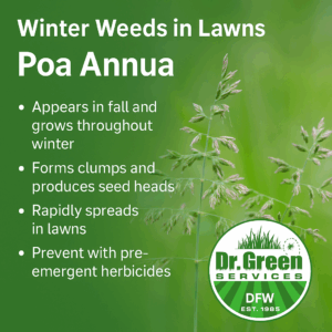 Infographic explaining Poa annua and winter weeds in lawn areas, featuring tips for identification and prevention with the Dr. Green Services DFW logo.