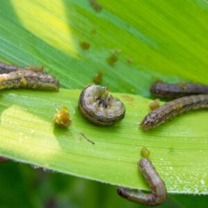 Armyworms feeding on grass blades, showing turf-damaging insect damage that can spread rapidly across lawns