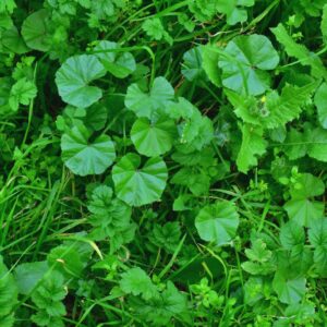 Weed control science showing dense broadleaf weeds competing with healthy turfgrass
