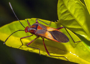 Chinch bug feeding on a grass blade and blocking water movement, causing turf-damaging insect stress