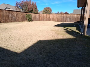A brown dormant lawn in Texas during winter, with warm-season grass showing its natural seasonal color change.