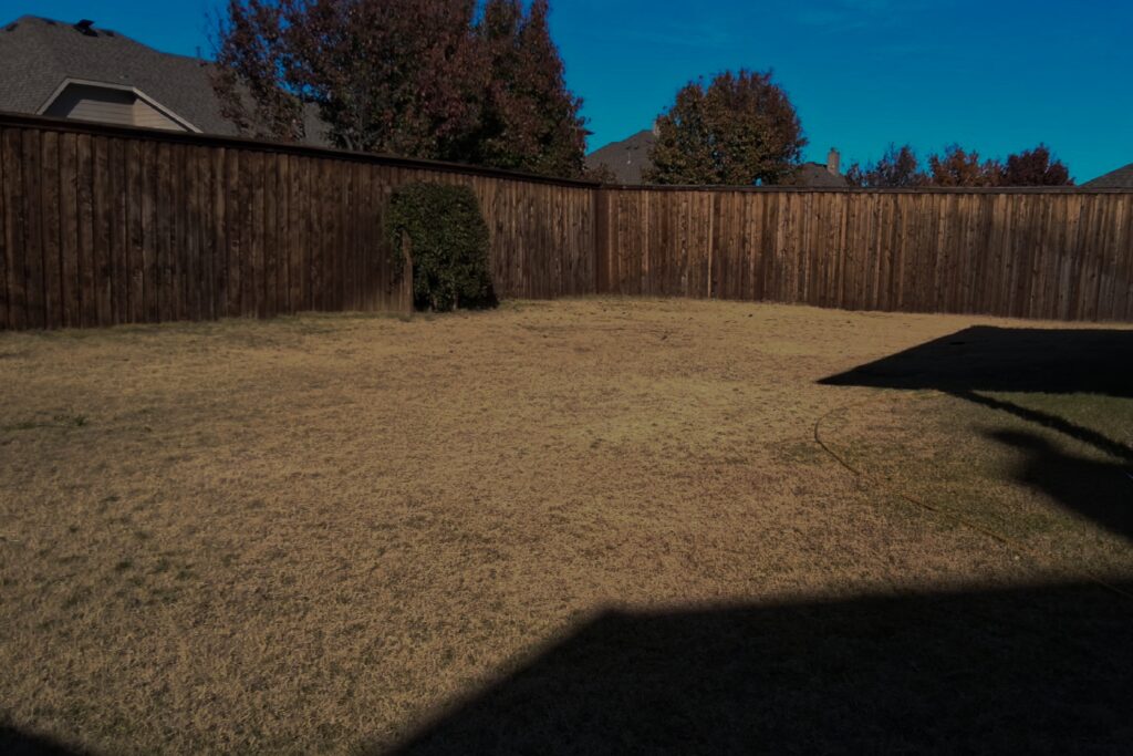 A brown dormant lawn in Texas during winter, with warm-season grass showing its natural seasonal color change.