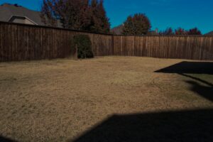 A brown dormant lawn in Texas during winter, with warm-season grass showing its natural seasonal color change.