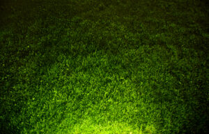 Dark green, healthy lawn showing the results of avoiding common lawn fertilizer mistakes.