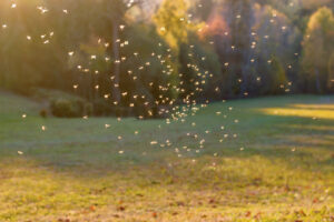 Mosquito swarm over a lawn illustrating mosquito breeding activity and population growth