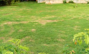 Patchy lawn showing thinning grass caused by weeds, insects, and soil stress