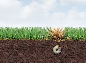 Cross-section of a lawn showing a grub feeding on grass roots, demonstrating grub control science and below-ground turf damage