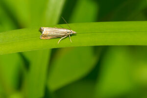 Adult sod webworm resting on a grass blade, linked to turf-damaging insect damage near the soil surface