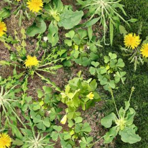 Weed control science showing common broadleaf weeds like dandelions and clover growing in turfgrass