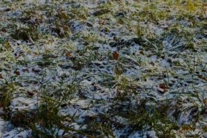 Dormant Winter Lawn with Light Snow Cover
