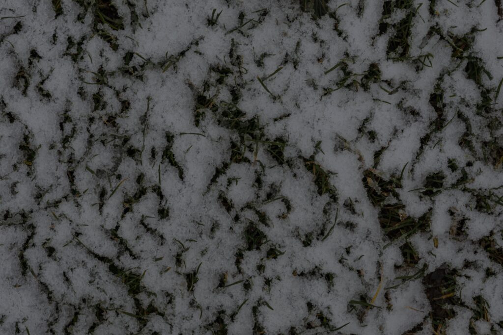 Snow on lawn showing light winter snow covering grass blades and turf beneath during cold weather