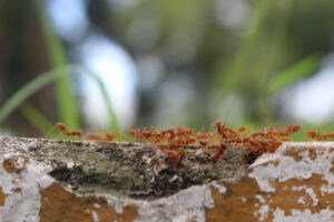 Fire ants working together within a colony, demonstrating fire ant control science and coordinated behavior