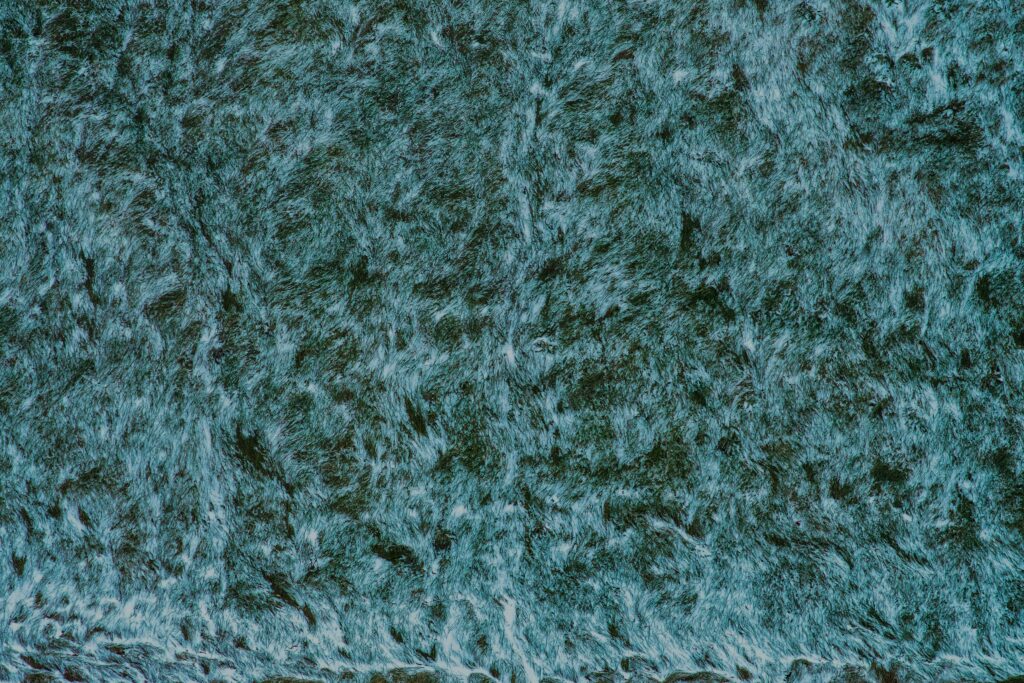 Close-up of frost-covered grass showing Texas winter lawn damage caused by cold stress and overnight freezing temperatures.