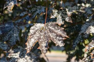 Tree and Shrub Care Science explained. Powdery mildew on tree leaves, showing fungal disease caused by plant stress. 