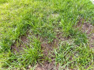 Thin lawn showing patchy grass and bare soil that explains why lawns thin over time
