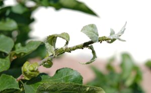 Tree and Shrub Care Science. Aphids feeding on a tree branch, showing how insect stress weakens trees and shrubs