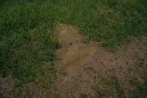 Fire ant mound in Texas lawn showing why early fire ant prevention is important before colonies spread