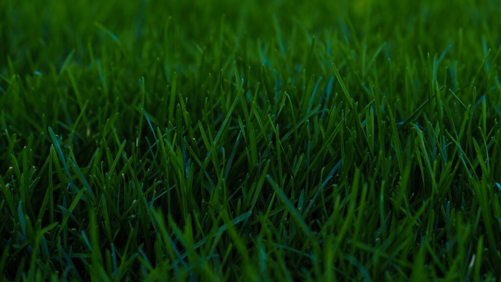 Spring liquid aeration creating thick green grass with healthy root growth