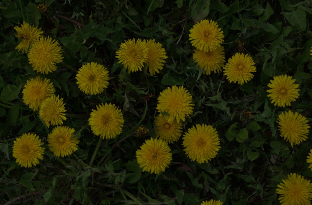 Stop dandelions spreading across a lawn with yellow flowers growing in grass