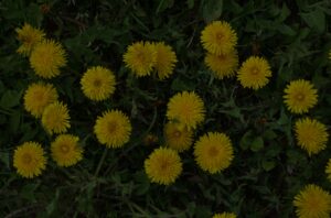 Stop dandelions spreading across a lawn with yellow flowers growing in grass
