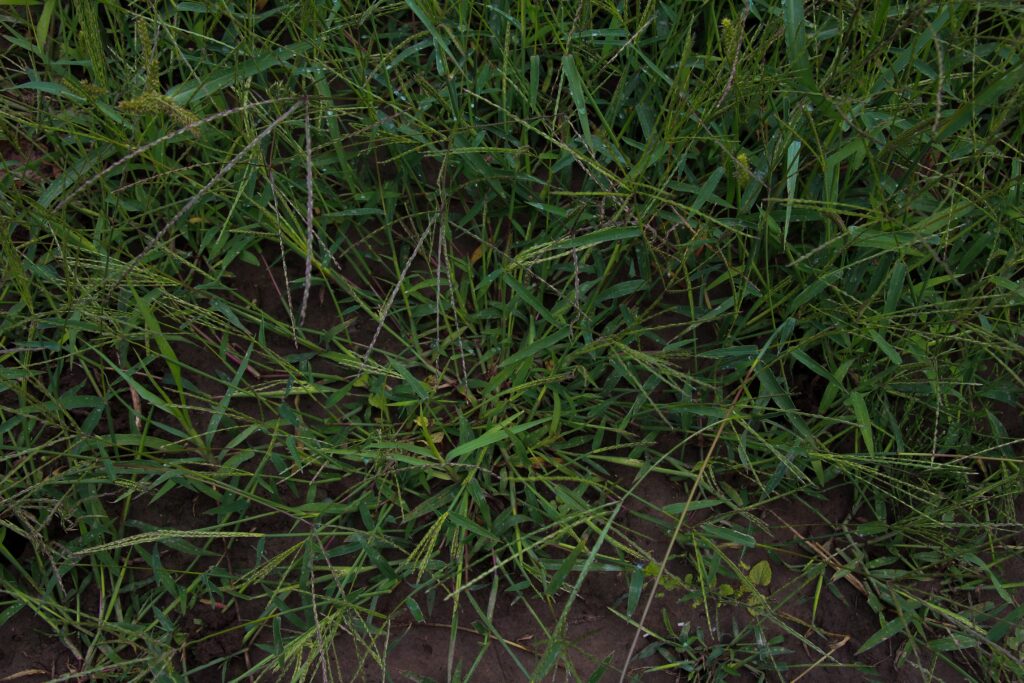 Prevent crabgrass by identifying early growth in thin lawn areas before it spreads